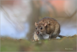 <p>POTKAN (Rattus norvegicus) Děčín - Zámecký rybník ---- /Brown rat - Wanderratte/</p>